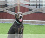 Small #3 Mutt