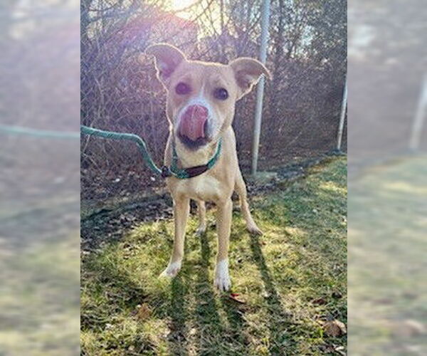 Medium Photo #3 Staffordshire Bull Terrier-Unknown Mix Puppy For Sale in Louisville, KY, USA