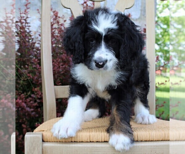 Medium Photo #1 Bernedoodle Puppy For Sale in MERCERSBURG, PA, USA