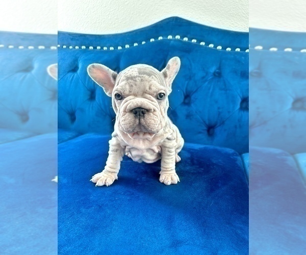 Medium Photo #30 French Bulldog Puppy For Sale in CHARLESTON, SC, USA