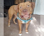 Small Photo #4 American Bulldog-American Staffordshire Terrier Mix Puppy For Sale in Minneapolis, MN, USA