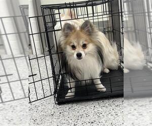 Paperanian Dogs for adoption in Canfield, OH, USA