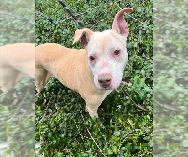 Medium Photo #2 American Pit Bull Terrier Puppy For Sale in Charlotte, NC, USA