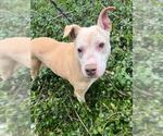 Small #1 American Pit Bull Terrier