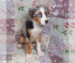 Small #3 Miniature Australian Shepherd