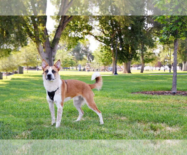 Medium Photo #8 Mutt Puppy For Sale in Sandy, UT, USA