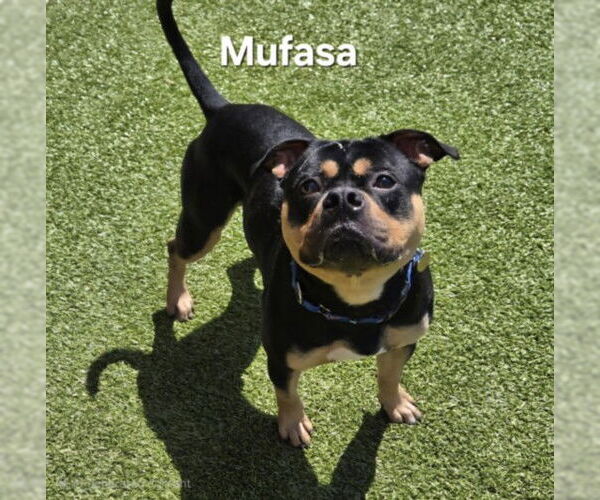 Medium Photo #1 Bulldog-Staffordshire Bull Terrier Mix Puppy For Sale in Derwood, MD, USA