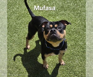 Bulldog-Staffordshire Bull Terrier Mix Dogs for adoption in Derwood, MD, USA
