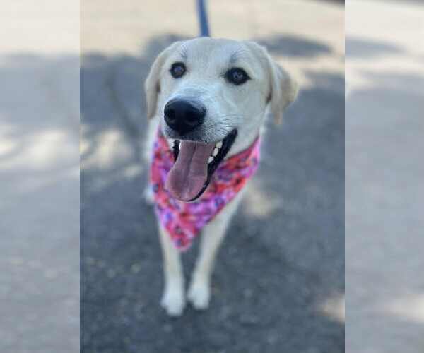 Medium Photo #4 Labrador Retriever-Unknown Mix Puppy For Sale in San Diego, CA, USA