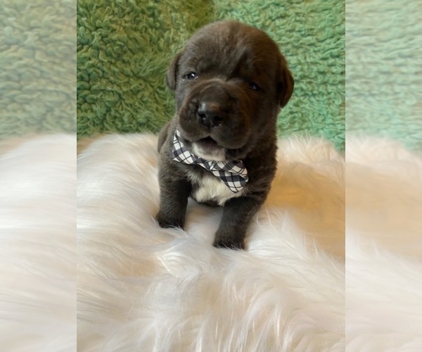 Medium Photo #2 Cane Corso Puppy For Sale in BARGAINTOWN, NJ, USA