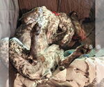 Small #3 German Shorthaired Pointer