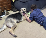Small #2 German Shepherd Dog