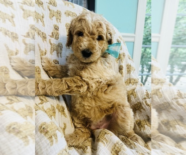Medium Photo #3 Goldendoodle (Miniature) Puppy For Sale in SHERMAN, IL, USA