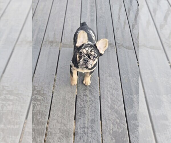Medium Photo #1 French Bulldog Puppy For Sale in GLEN BURNIE, MD, USA