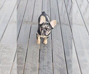 French Bulldog Puppy for sale in GLEN BURNIE, MD, USA