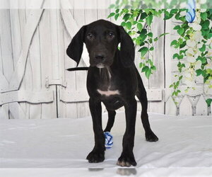 Unknown-Weimaraner Mix Dogs for adoption in Oroville, CA, USA