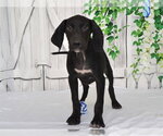 BEAU - Male Unknown-Weimaraner Mix Dog for Adoption - Small photo