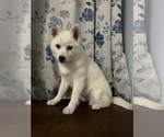 Small Photo #34 Alaskan Klee Kai Puppy For Sale in DURHAM, CT, USA