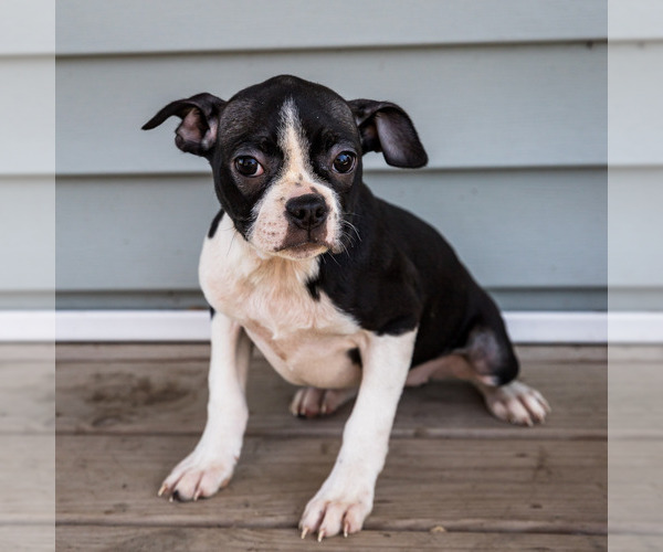Medium Photo #4 Boston Terrier Puppy For Sale in WAKARUSA, IN, USA