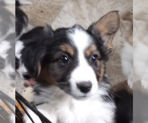 Medium Photo #1 Aussie-Corgi Puppy For Sale in ELLENSBURG, WA, USA