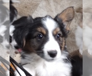 Aussie-Corgi Puppy for Sale in ELLENSBURG, Washington USA
