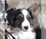 Small Photo #1 Aussie-Corgi Puppy For Sale in ELLENSBURG, WA, USA