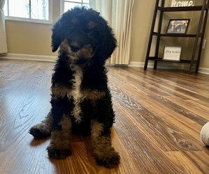 Bernedoodle Puppy for sale in REYNOLDSBURG, OH, USA