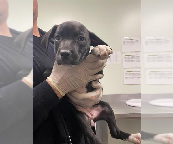 Medium Photo #1 Mutt Puppy For Sale in Santa Cruz, CA, USA