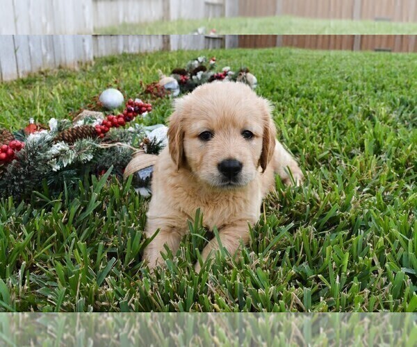 Medium Photo #1 Golden Retriever Puppy For Sale in RICHMOND, TX, USA