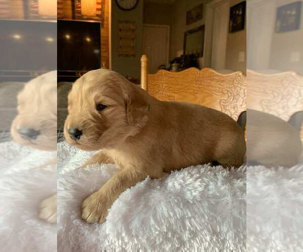 Medium Photo #3 Golden Retriever Puppy For Sale in SAN JOSE, CA, USA