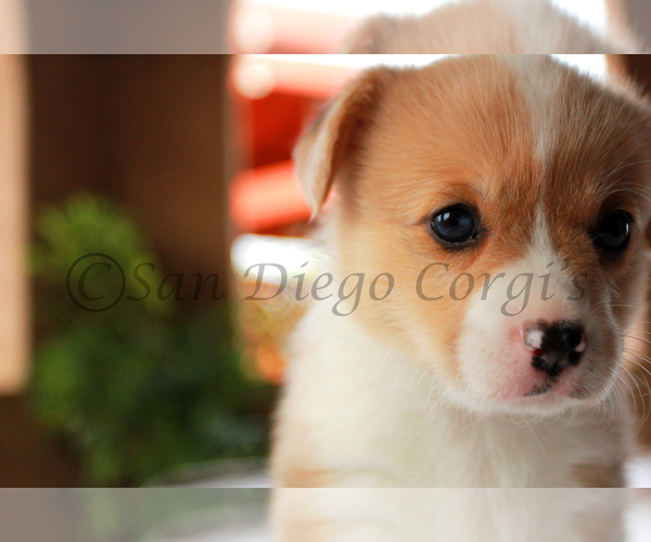 Medium Photo #1 Pembroke Welsh Corgi Puppy For Sale in SAN DIEGO, CA, USA