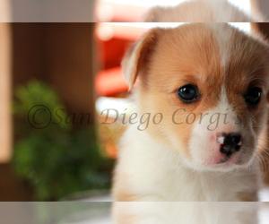 Pembroke Welsh Corgi Puppy for sale in SAN DIEGO, CA, USA