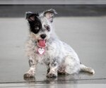 Small Photo #2 Mutt Puppy For Sale in Santa Clara, CA, USA