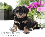 Small #3 Bernedoodle (Miniature)
