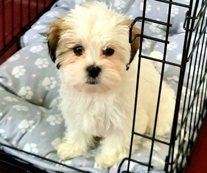 ShihPoo Puppy for sale in EAST STROUDSBURG, PA, USA