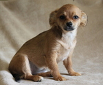 Small #4 Chihuahua