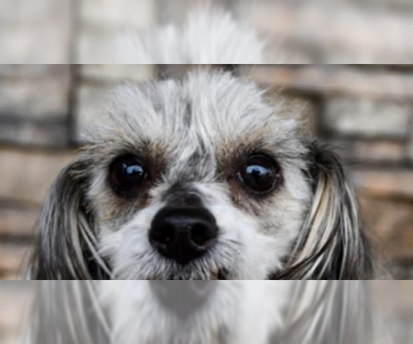 Medium Photo #2 Mal-Shi Puppy For Sale in Bellingham, WA, USA