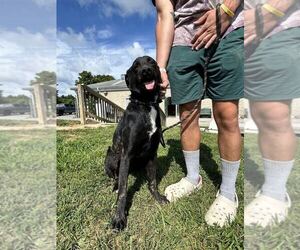 Labrador Retriever-Unknown Mix Dogs for adoption in Silver Spring, MD, USA