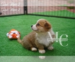 Small Photo #14 Pembroke Welsh Corgi Puppy For Sale in CRESTVIEW, FL, USA