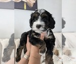 Puppy Rocky Cockapoo