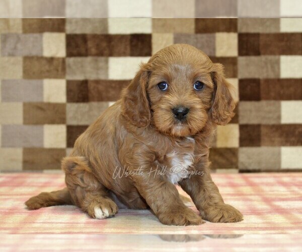 Medium Photo #4 Cavapoo (Miniature) Puppy For Sale in DENVER, PA, USA