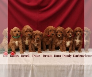Cavapoo-Poodle (Miniature) Mix Puppy for sale in SOUTH ORANGE, NJ, USA