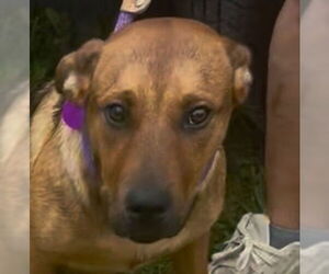Rottweiler-Unknown Mix Dogs for adoption in Canton, CT, USA