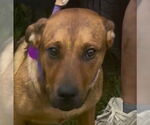 Small Rottweiler Mix