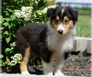 Collie Puppy for sale in FREDERICKSBG, OH, USA