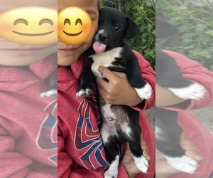 Rat Terrier Puppy for sale in SELDEN, KS, USA