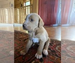 Puppy 5 Catahoula Leopard Dog-Poodle (Standard) Mix