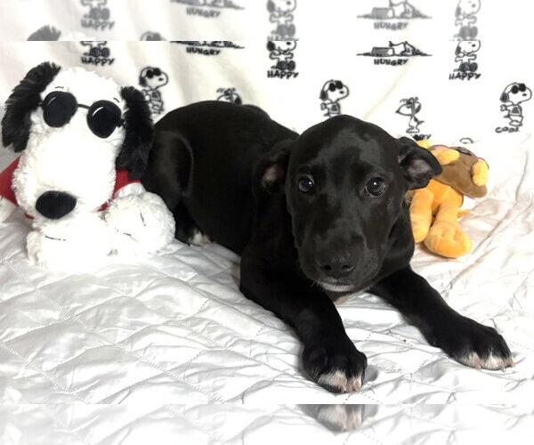Medium Photo #4 Labrador Retriever-Unknown Mix Puppy For Sale in Wetumpka, AL, USA