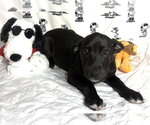 Small #3 Labrador Retriever Mix