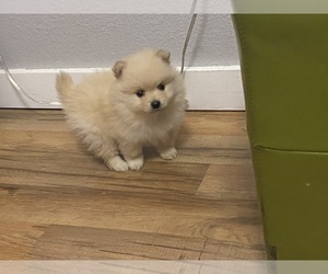 Pomeranian Puppy for sale in AUSTIN, TX, USA